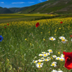 Castelluccio4 '10.jpg