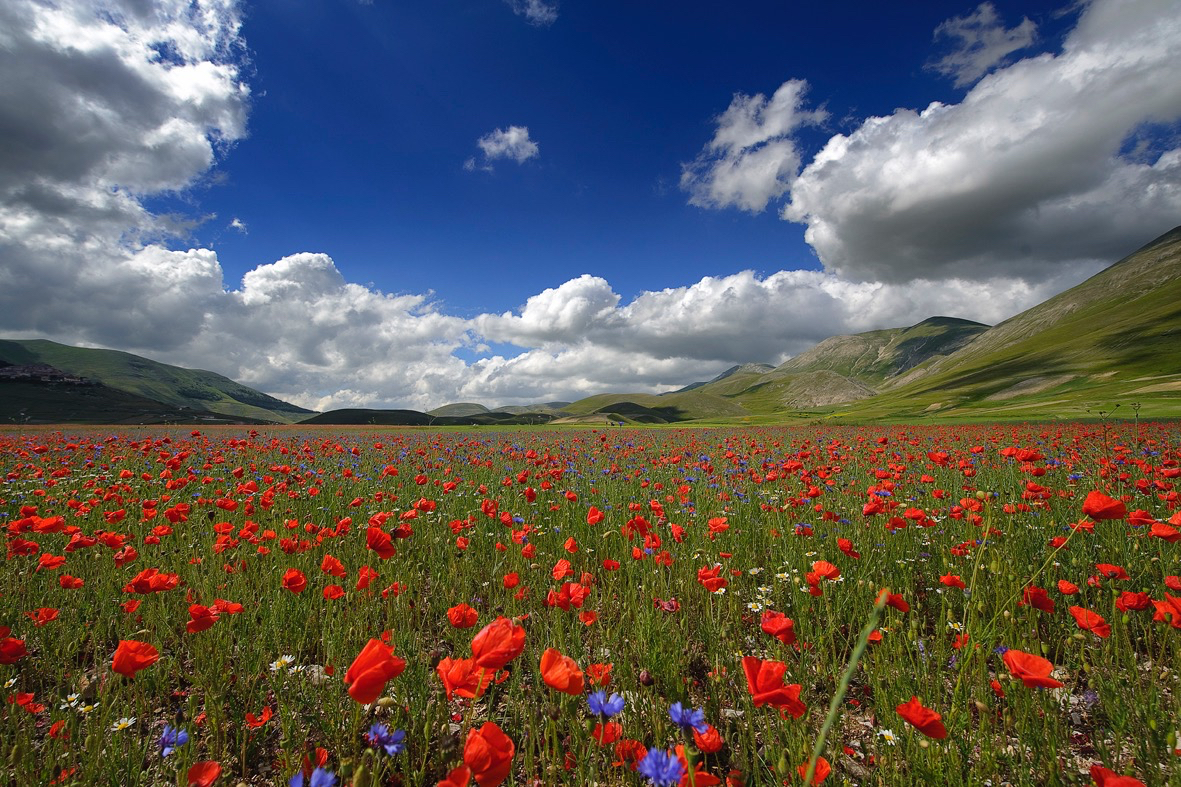 Fioritura a Castelluccio di Norcia.jpg