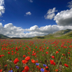 Fioritura a Castelluccio di Norcia.jpg