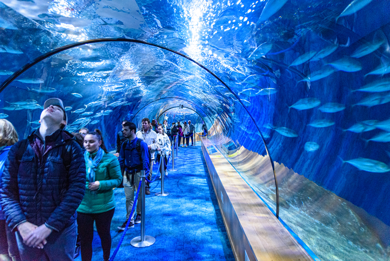 Il tunnel sottomarino dell'Oceanografico di Valencia