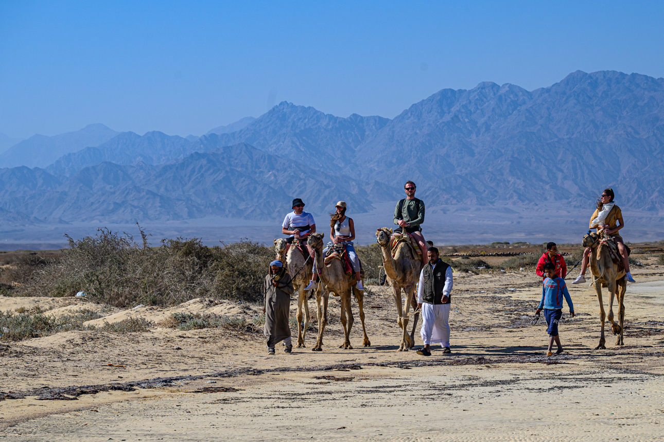 Cammellata nel deserto di Sharm el-Sheikh