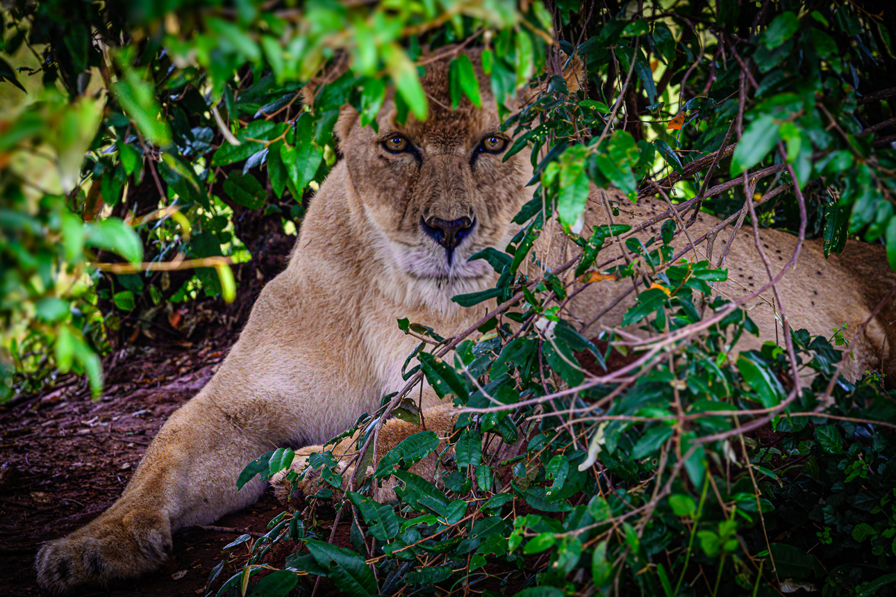 Masai Mara - Leronessa si ripara dalla pioggia