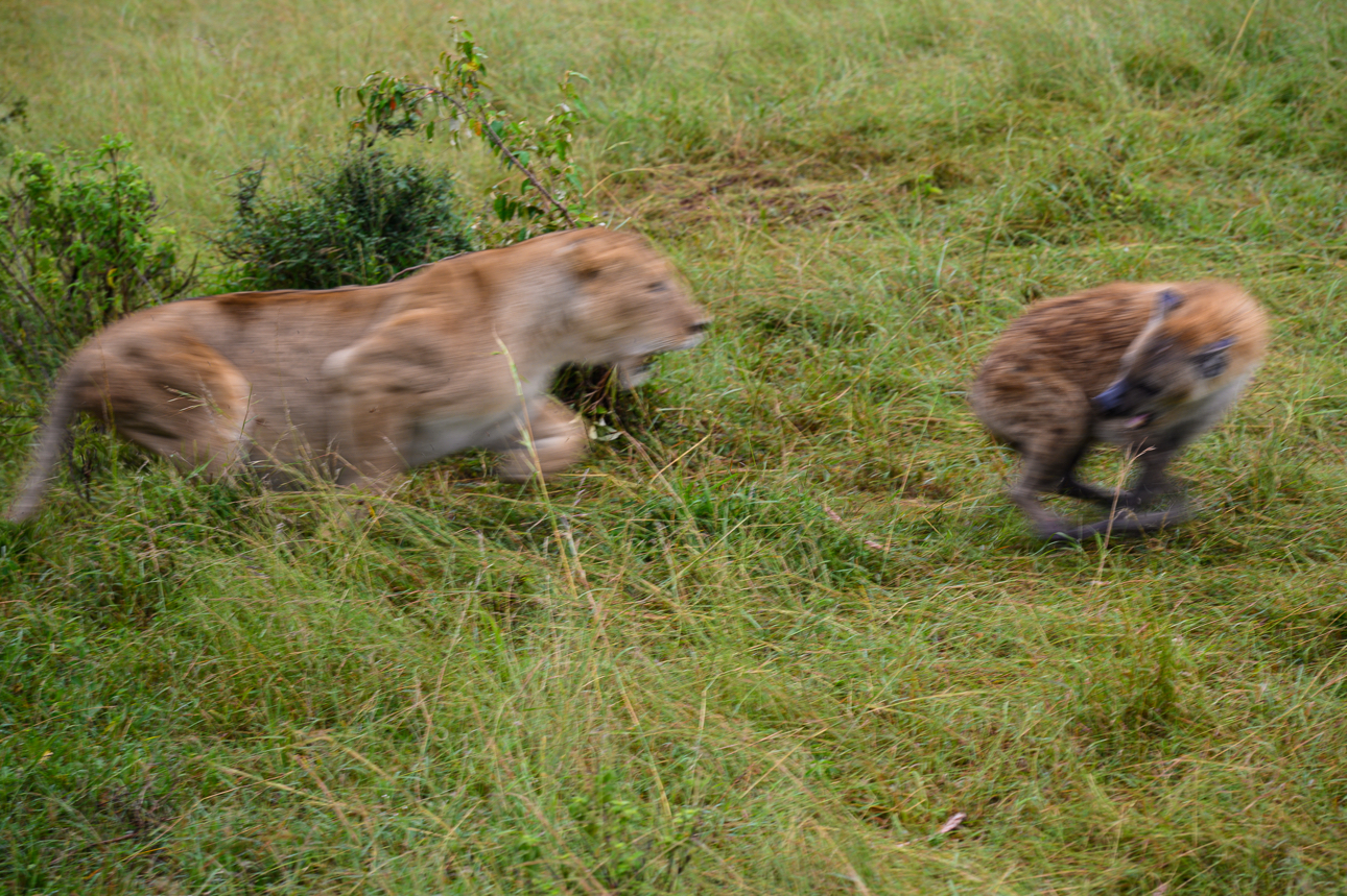 Masai Mara - Attacco di una leonessa ad una iena