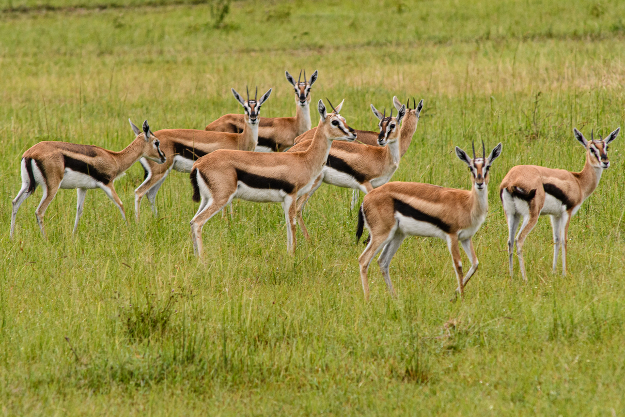 Masai Mara - Un gruppo di gazzelle di Thomson 