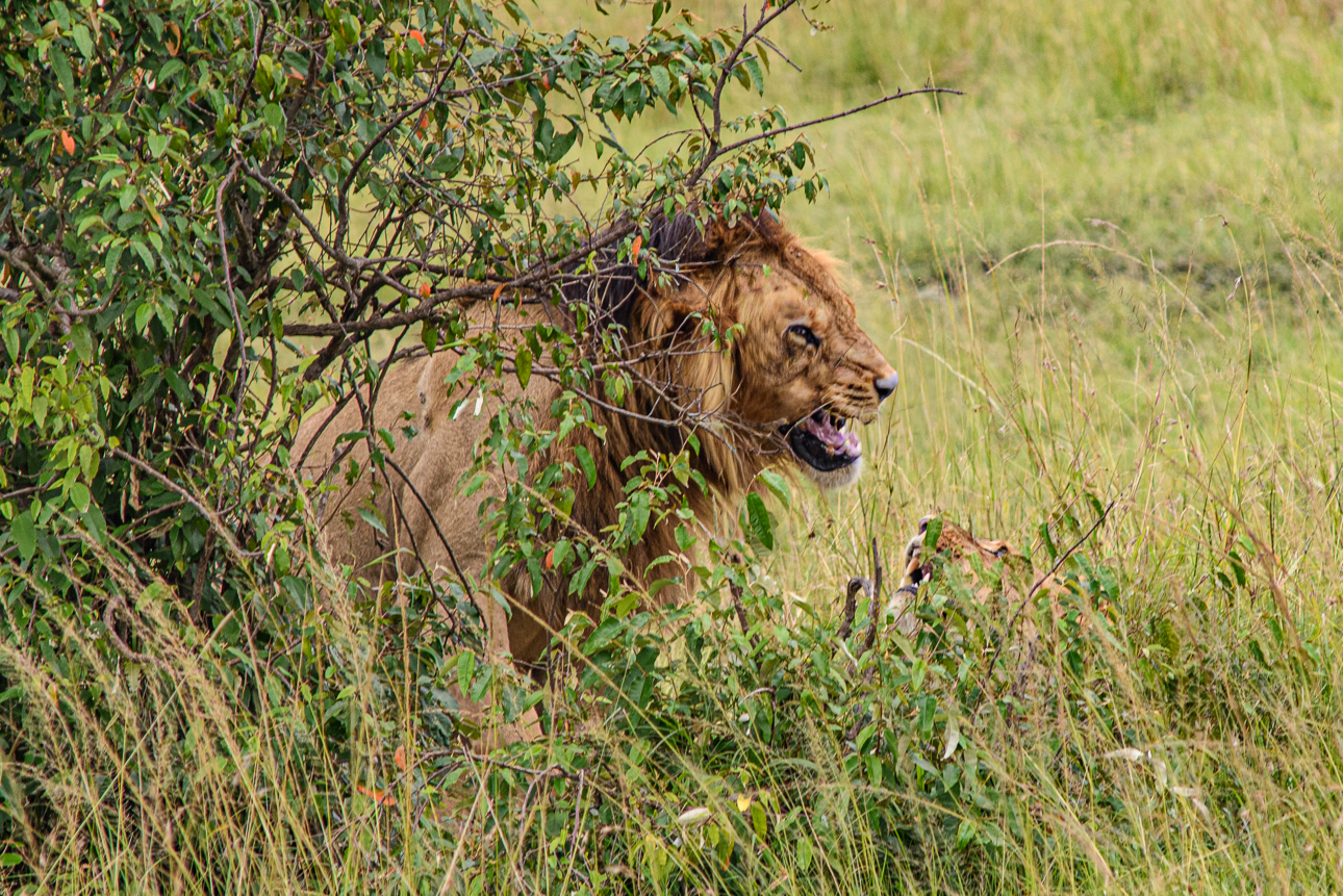 Masai Mara - Coppia di leoni in viaggio di nozze