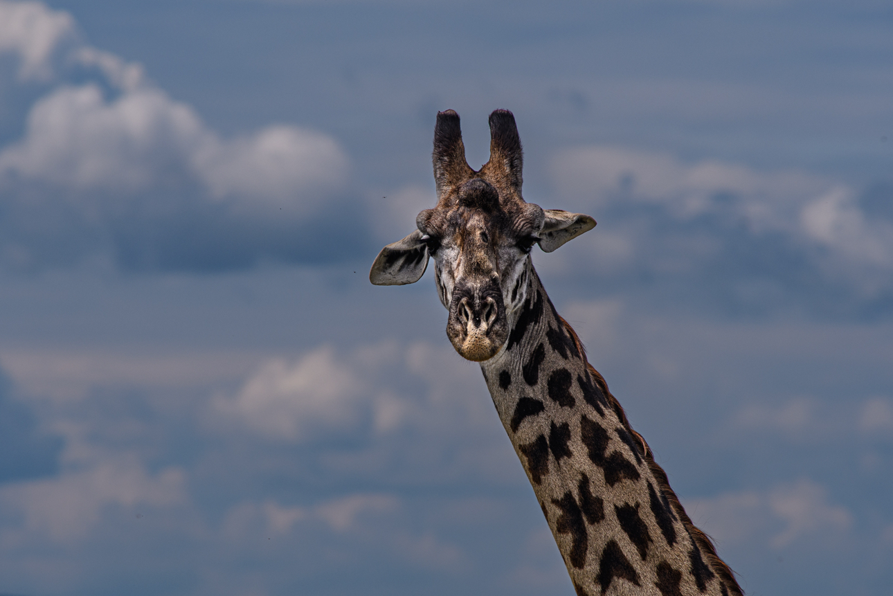 Masai Mara - Giraffa