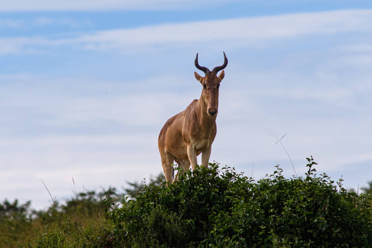 Masai Mara - alcefalo di Coke, o kongoni
