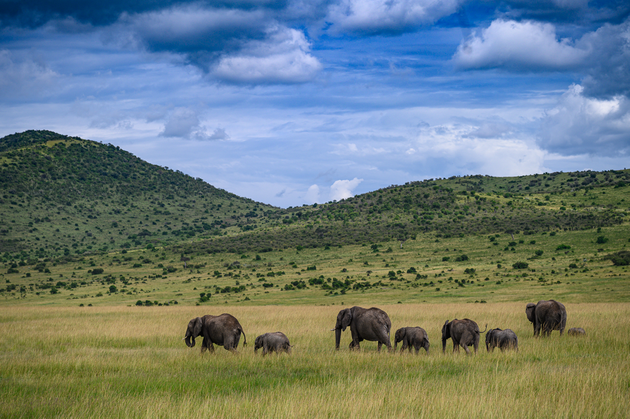 Masai Mara - Famiglia di elefanti