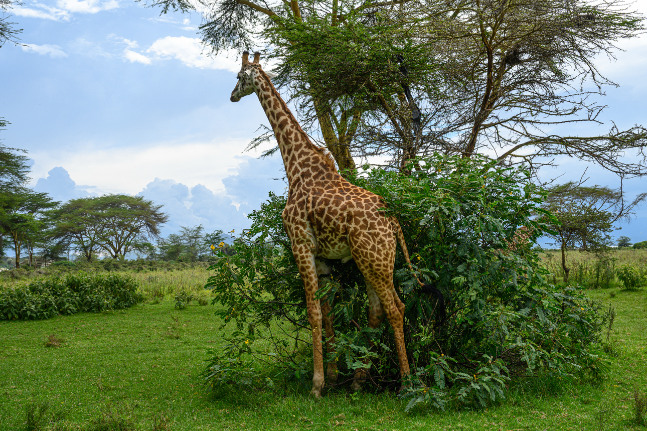 Lago Naivasha - a passeggio tra gli animali