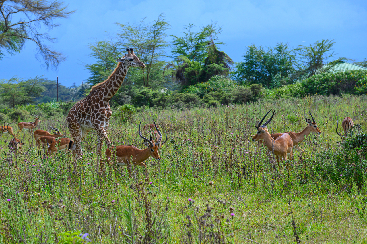 Lago Naivasha - a passeggio tra gli animali