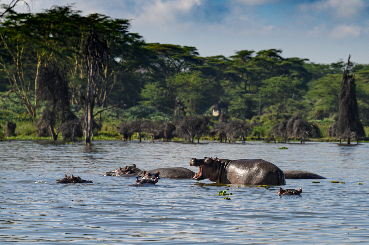 Lago Naivasha - Ippopotami