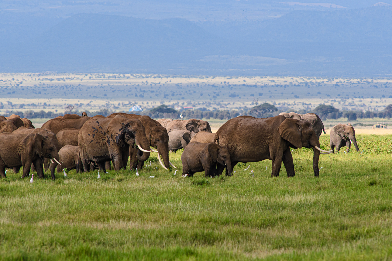 Amboseli - la casa degli elefanti