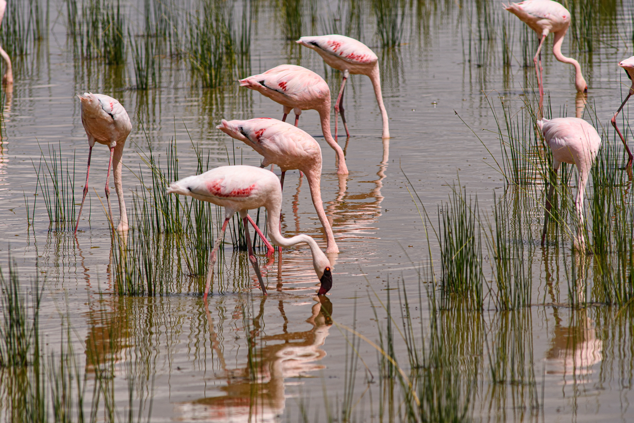 Amboseli - fenicotteri rosa