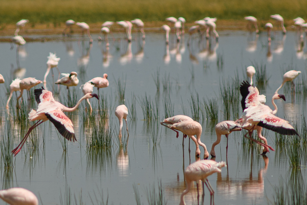 Amboseli - fenicotteri rosa