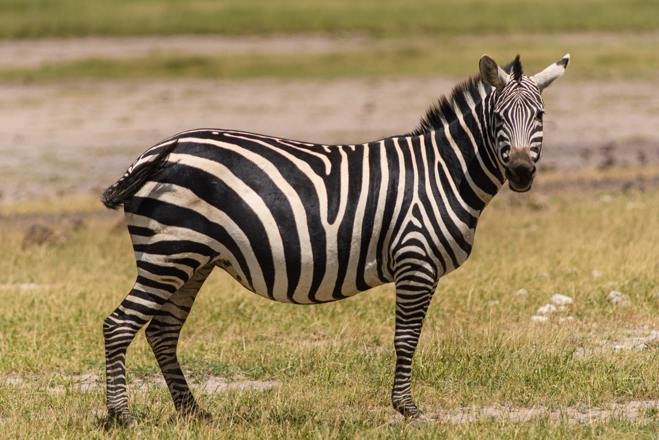 Amboseli - zebra