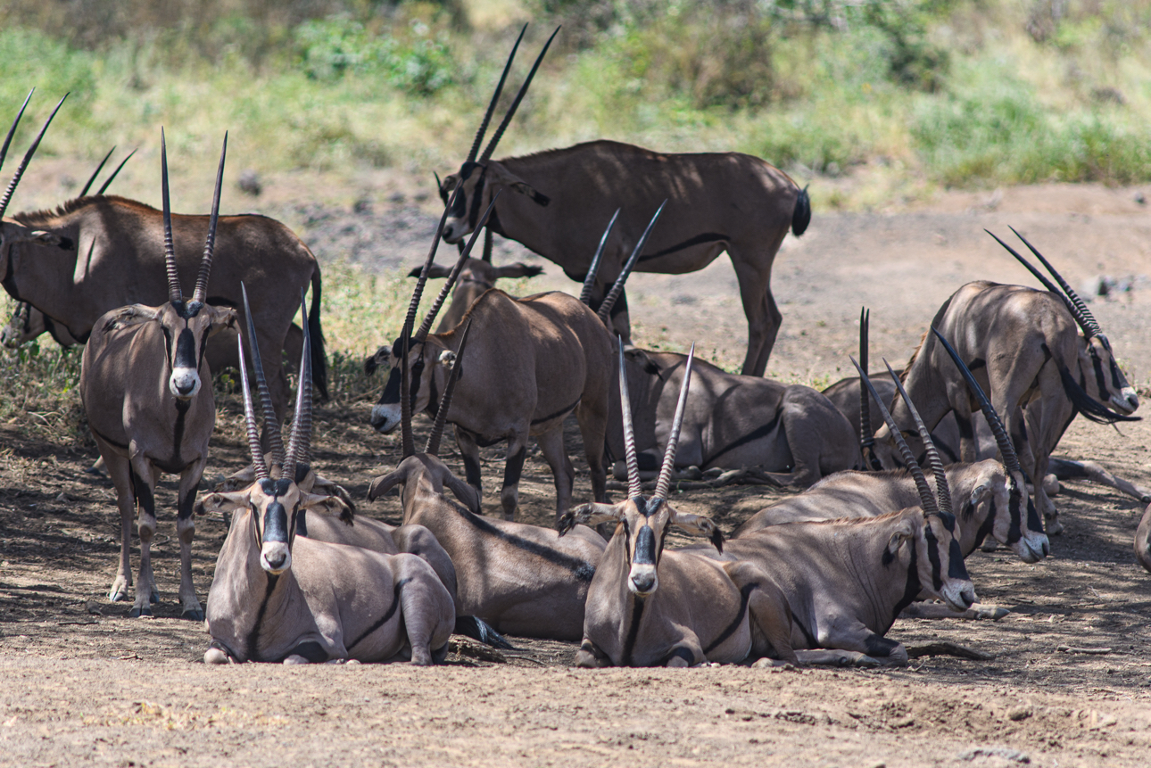 Tsavo Ovest - gruppo di orici dal ciuffo all'ombra