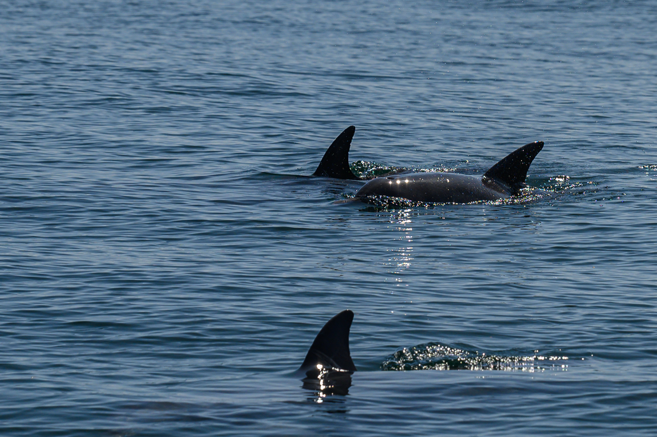 Watamu - delfini al largo