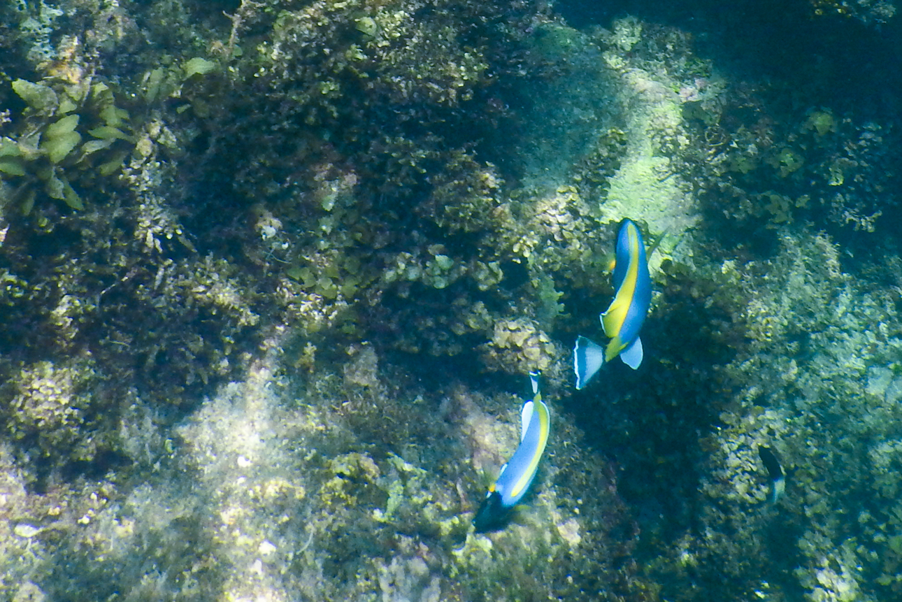 Watamu - un po' di snorkeling nella barriera corallina