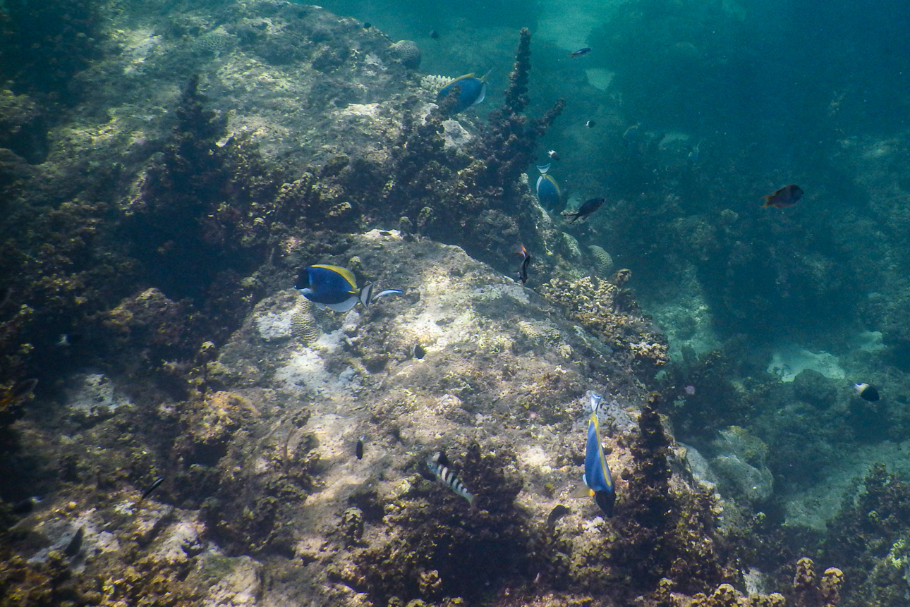 Watamu - un po' di snorkeling nella barriera corallina