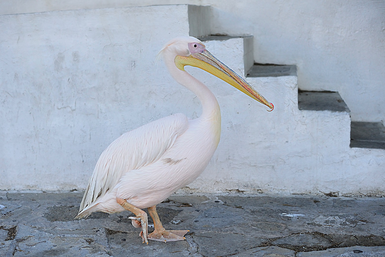 L'abitante pi&ugrave; famoso di Mikonos