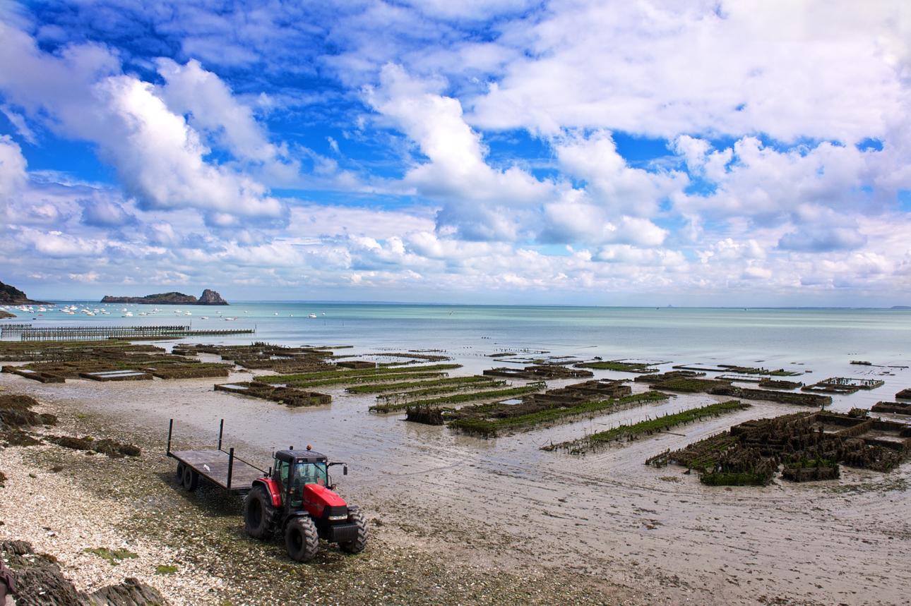 Cancale gli allevamenti di ostriche