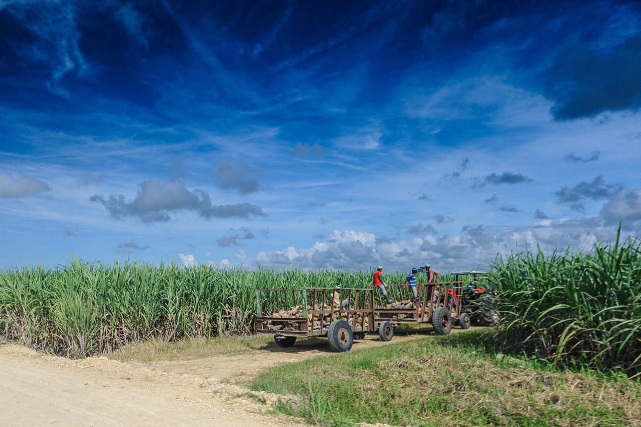 Piantagioni di canna da zucchero