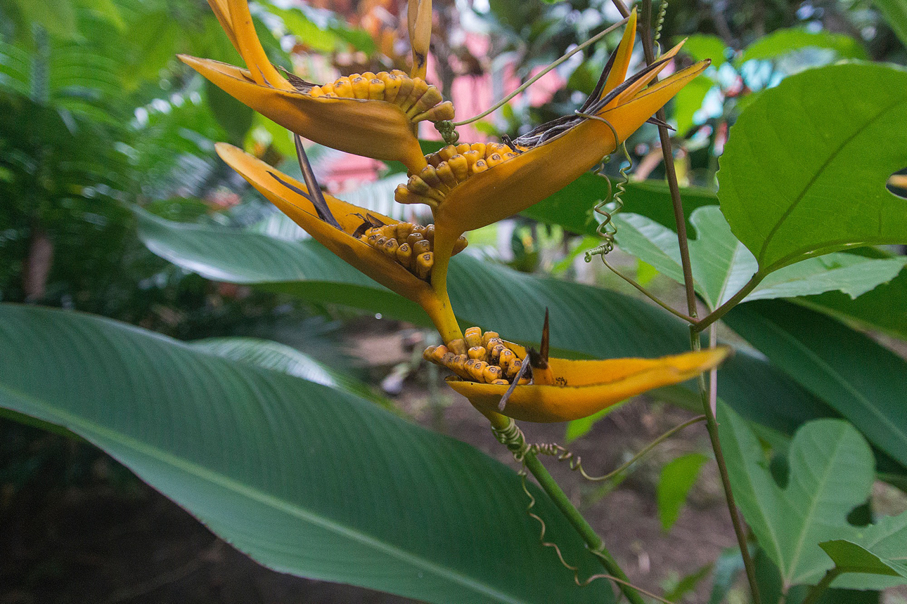 Heliconia latispatha, comunemente detta Becco di Pappagallo