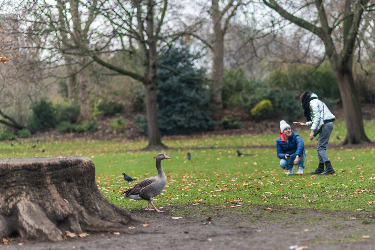 St. James's Park 